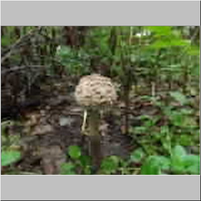 DSCF4705.JPG